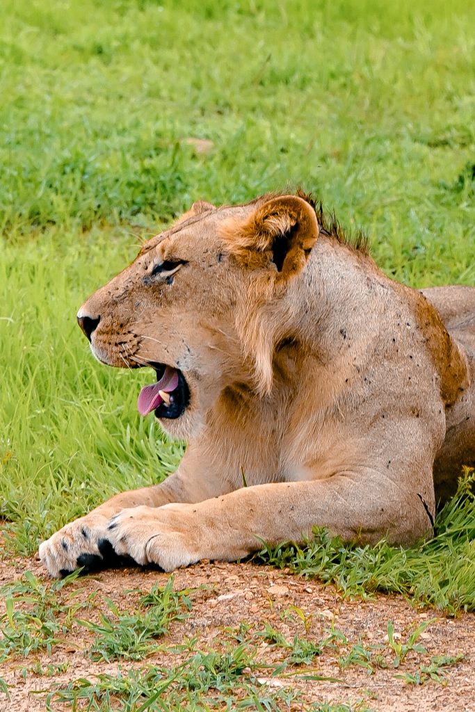why lions don't attack safari vehicles