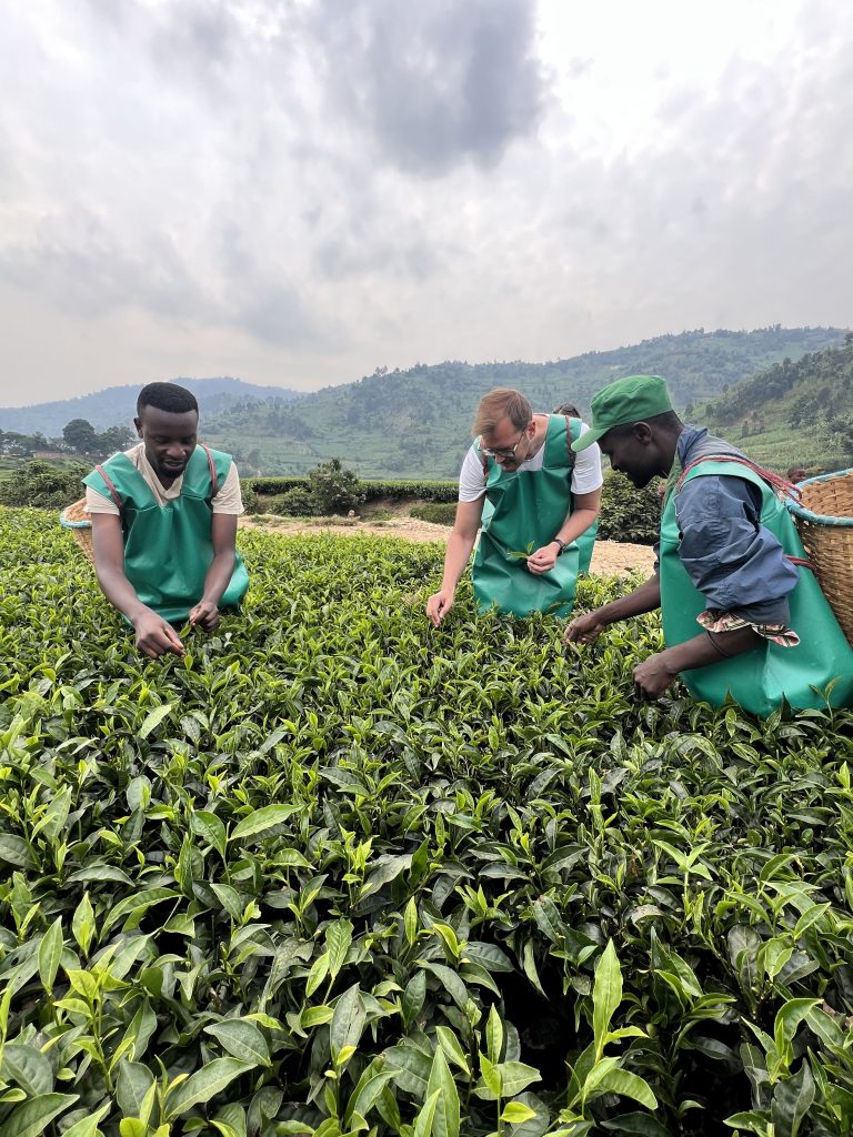 Tea farmers harvesting fresh tea leaves at Pfunda tea plantation near Lake Kivu Rwanda / Best Things to Do in Rwanda