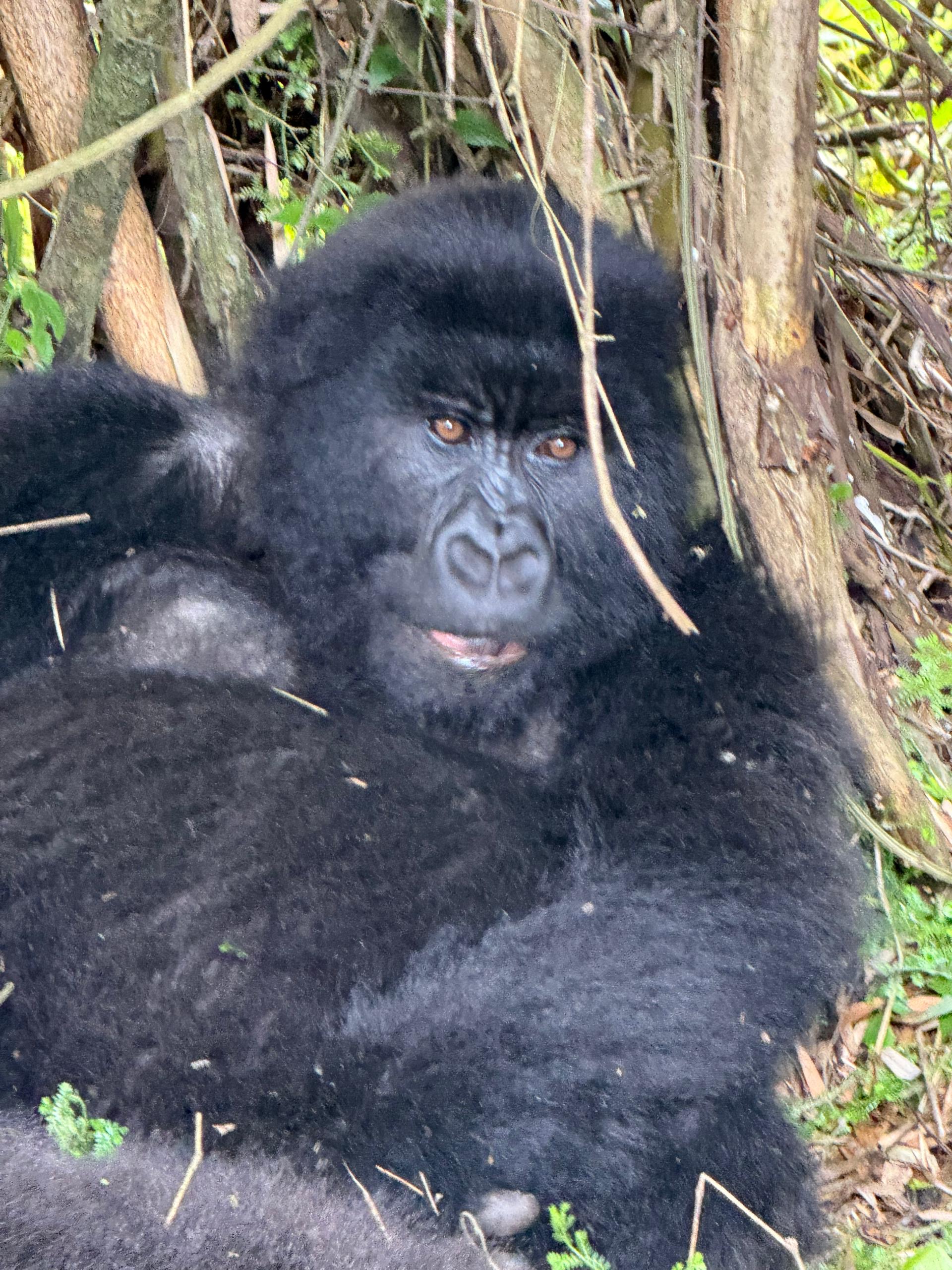 Rwanda Gorilla Trekking from Mountain gorilla silverback in Volcanoes National Park Rwanda