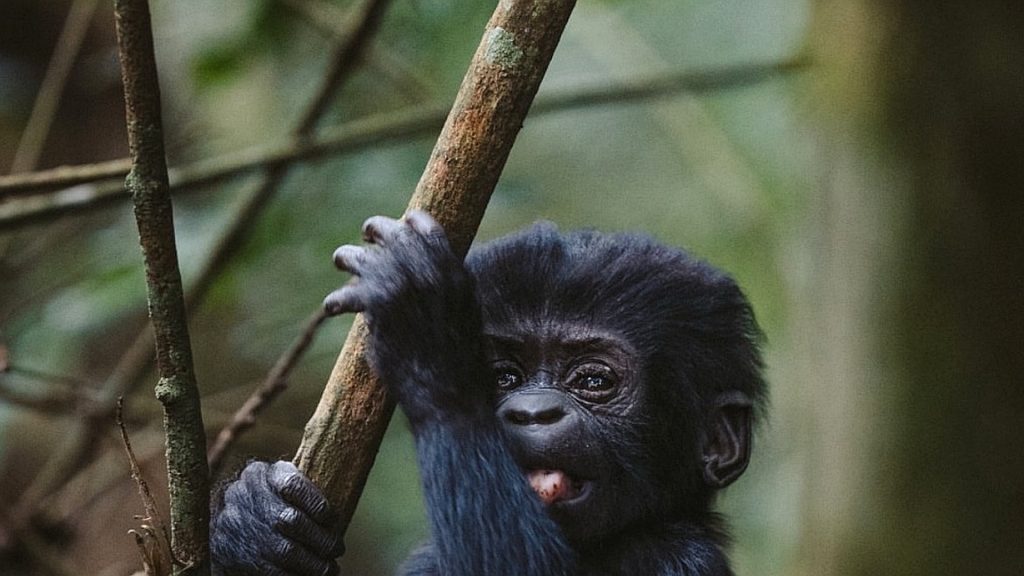 Young mountain gorilla in Volcanoes National Park during a gorilla trekking experience in Rwanda