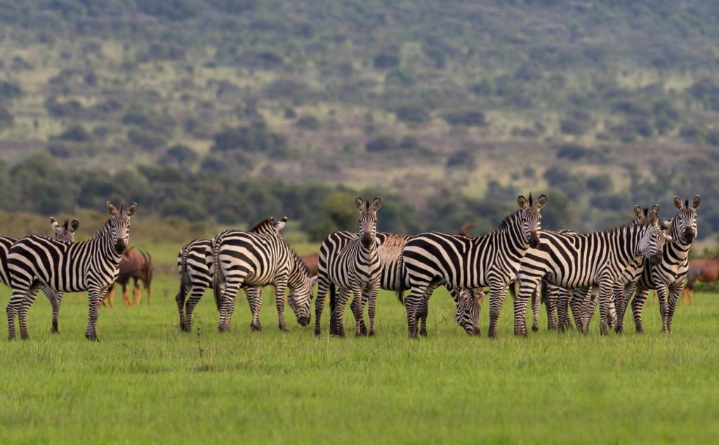 2 Days in Akagera National Park Safaris