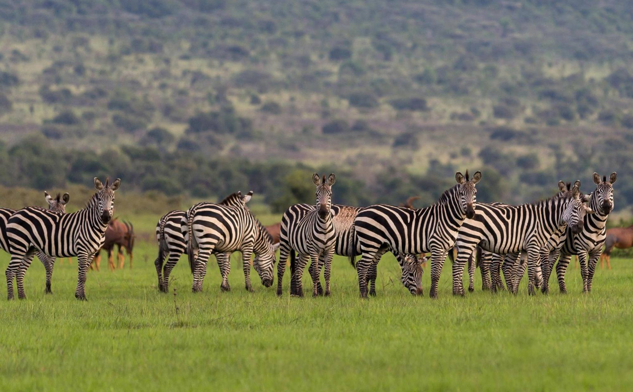 2 Days in Akagera National Park Safaris