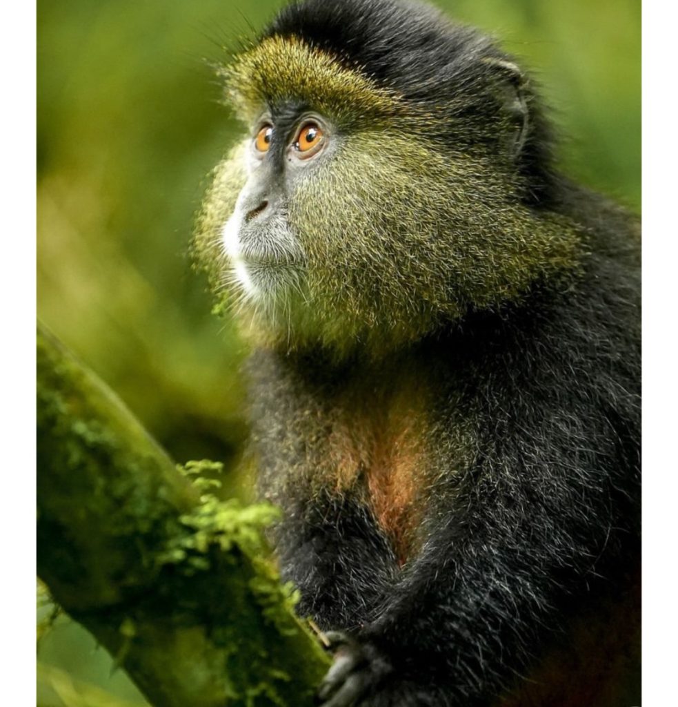 Wonders and What to Do in Rutsiro District Rwanda