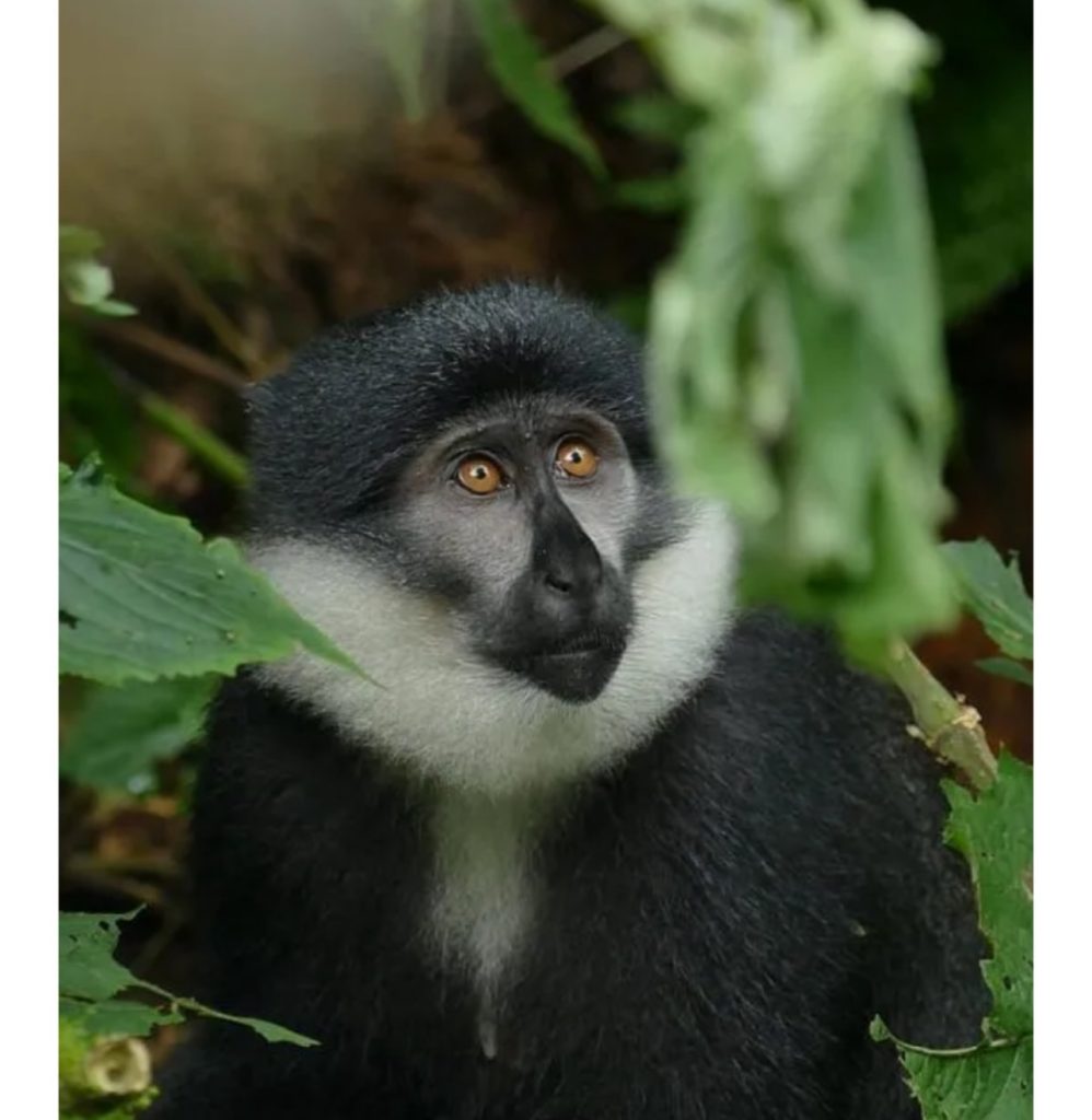 Gishwati-Mukura Forest Primates