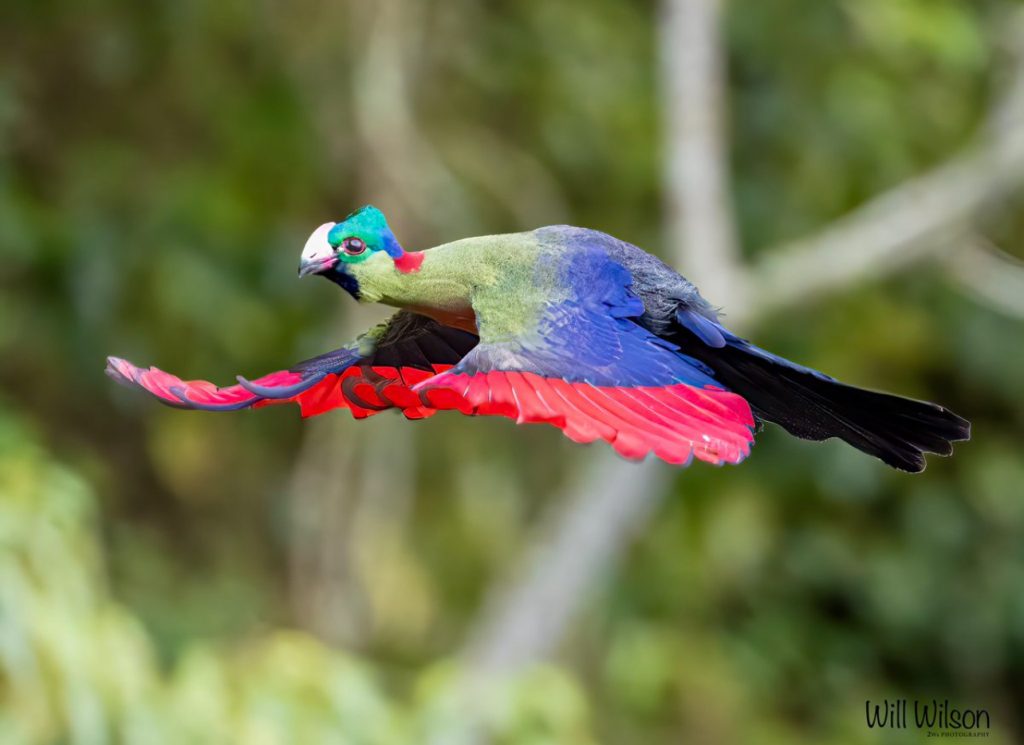 Rwenzori Turaco  the very beautiful bird found in Gishwati Mukura National Park