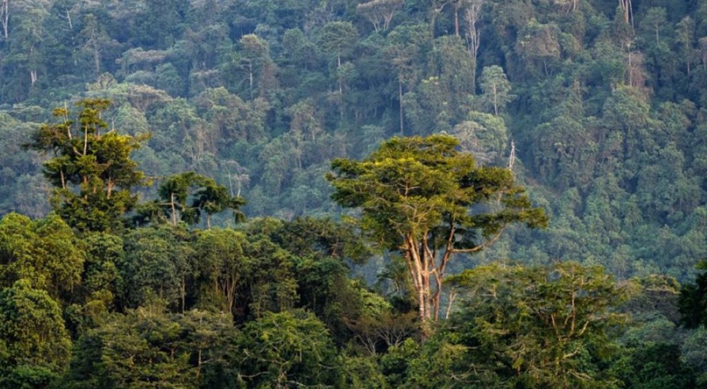 This is the kind of lush, untouched forest you’ll find in Gishwati-Mukura National Park
