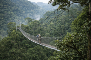Visiting Nyungwe National Park? Here Are Important Things You Should Know Before You Go